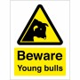 Beware Young Bulls Sign